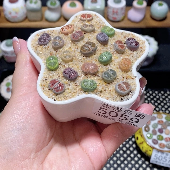 带盆土植物 一物一拍5059
