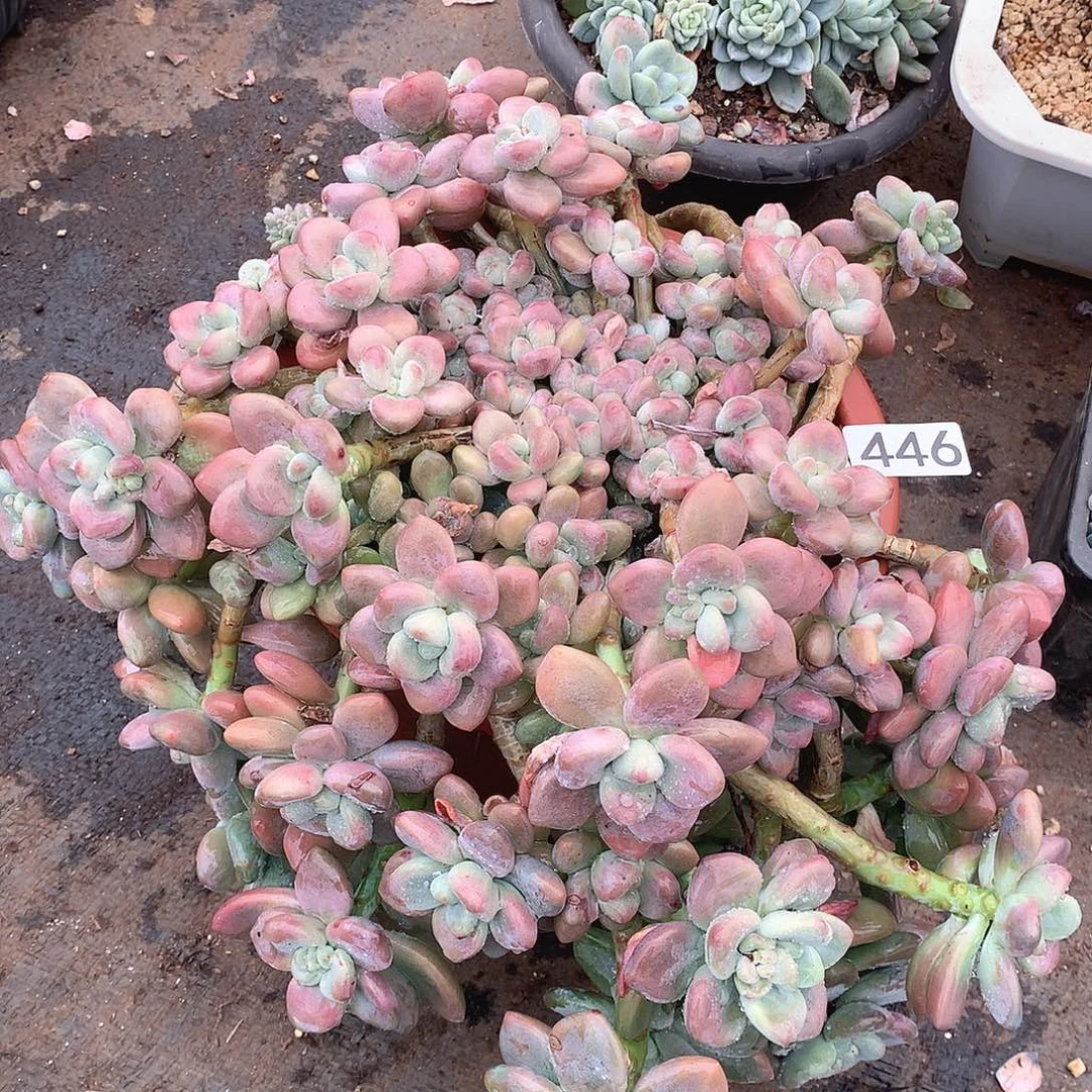 446洛神一物一拍多肉