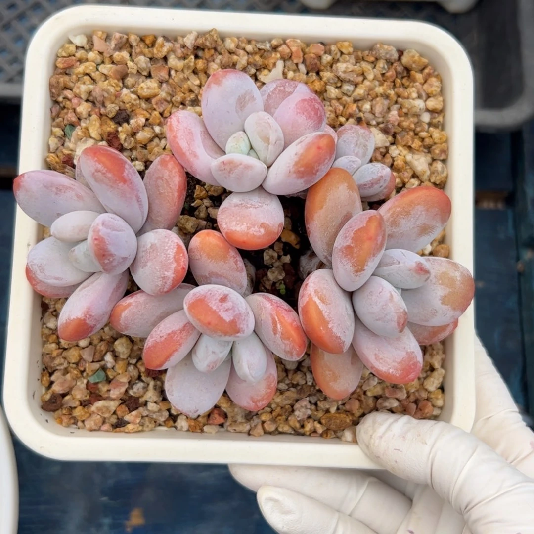 雪美人自然群多肉植物