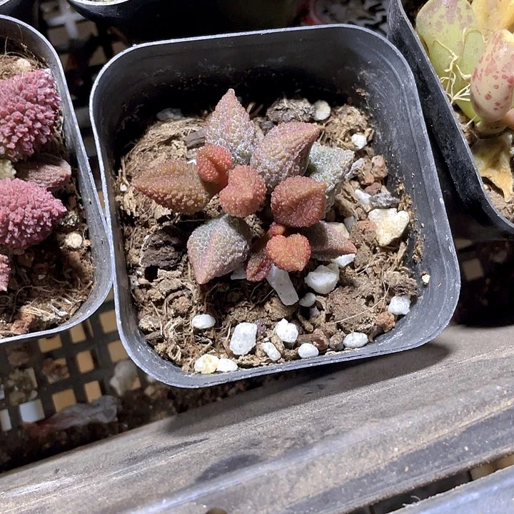 荔枝皮2.8带盆土发