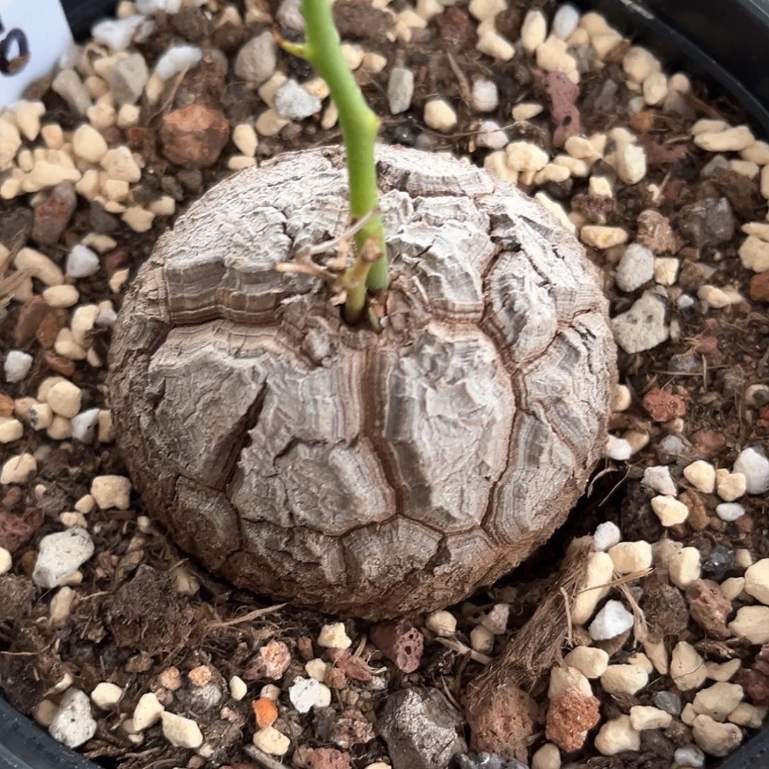 潮流植物白皮南非龟，6.2公分9040