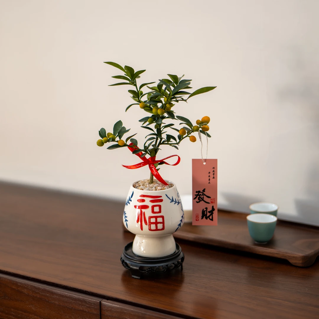 小福豆小金豆桌面绿植盆栽