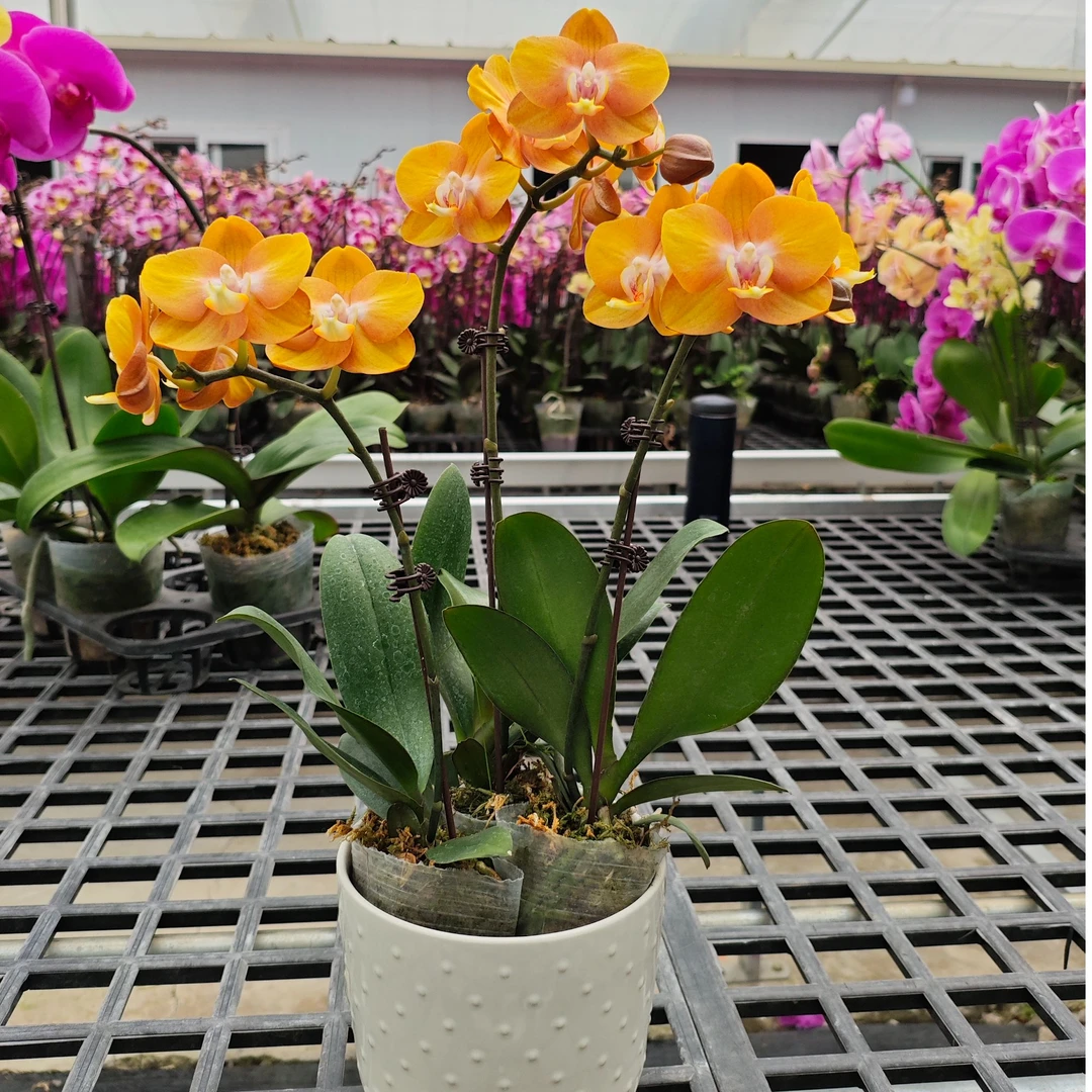 A10【拉斯维加斯】高端蝴蝶兰室内花卉