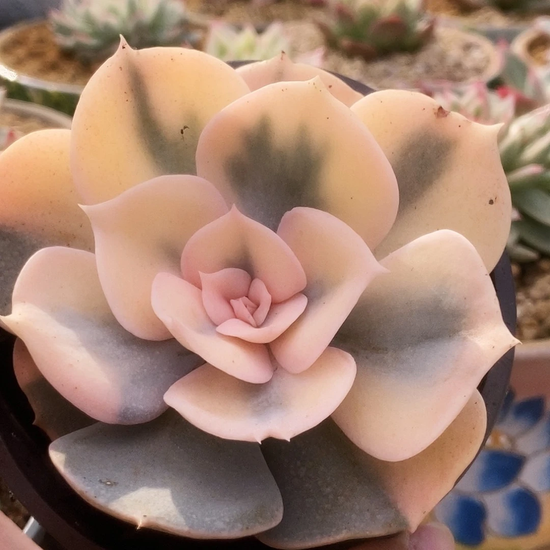 102双子座锦锦锦锦锦华锦锦