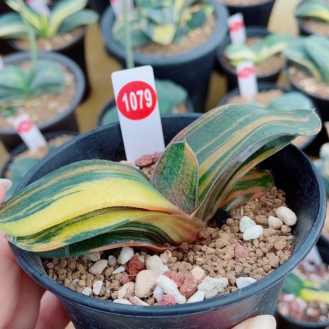 全部花苞1079卧牛实生锦带盆发货