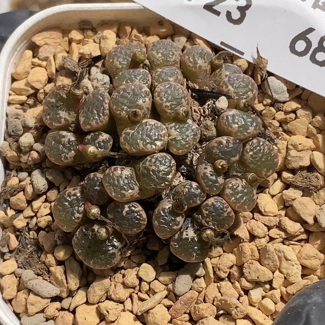 0923-68-鱼子酱泡泡勋章。