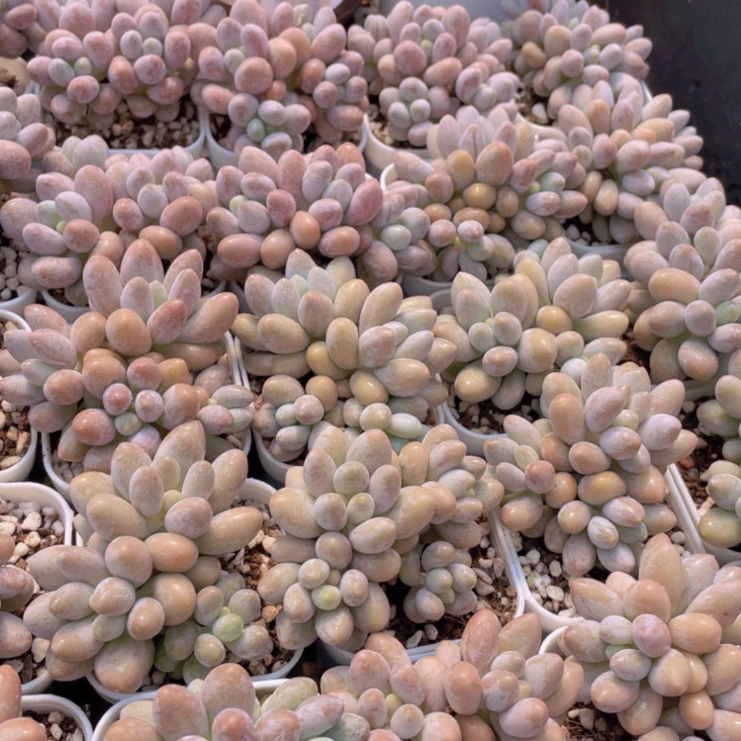 量拍42号 汤圆小群生一个