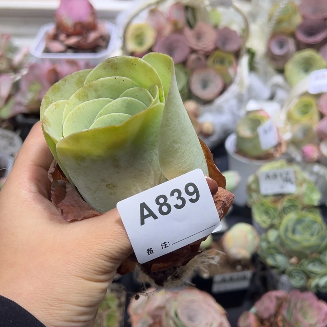 纹***）839黄绿玫瑰大酒杯老桩。