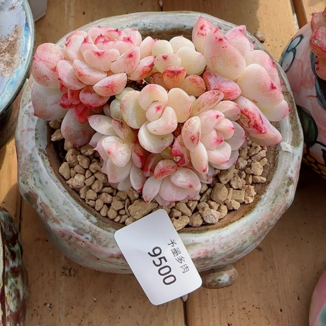 ****～天鹅绒，9500多肉植物