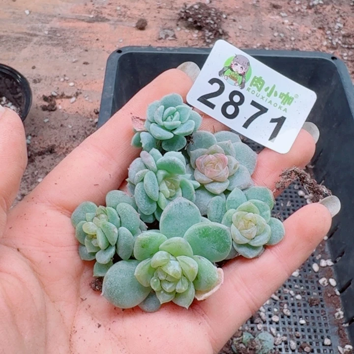 多肉植物多肉植物