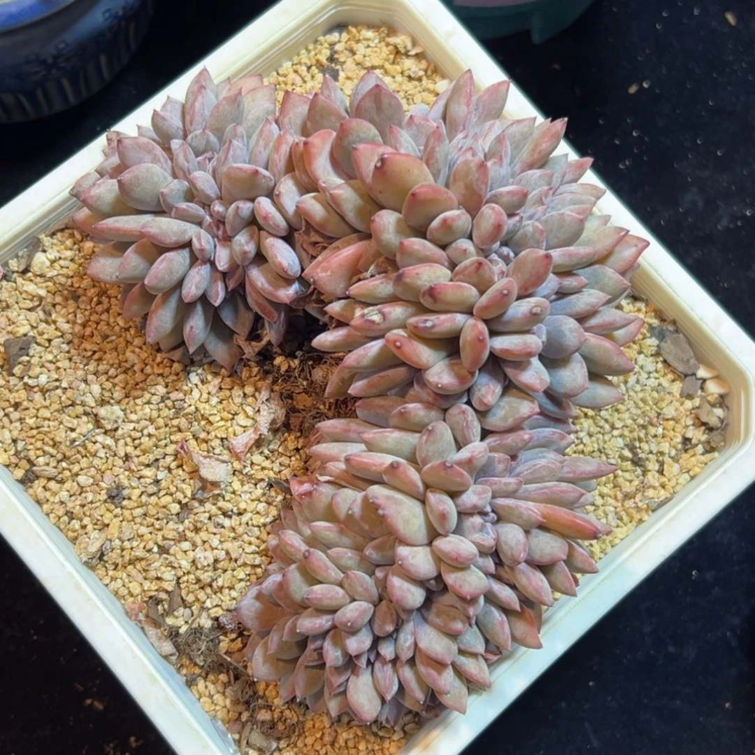 新年快乐 新年快乐