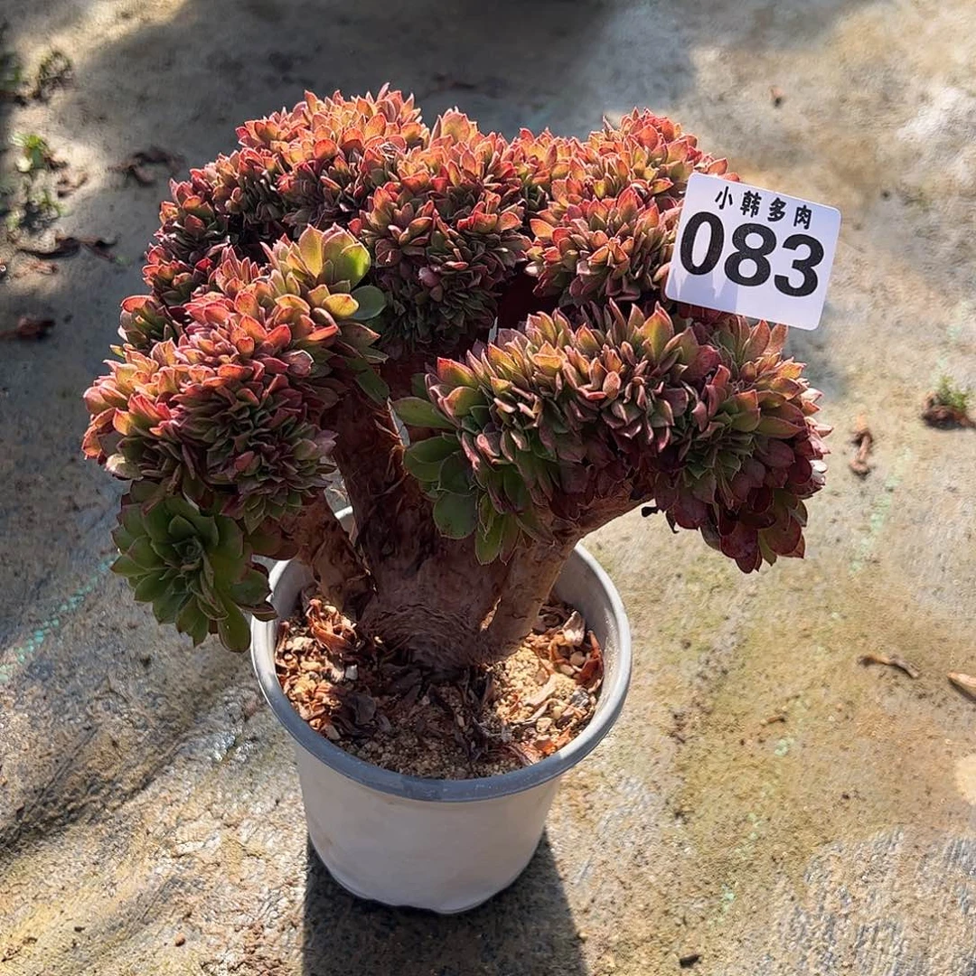 083韶秀缀化法师一