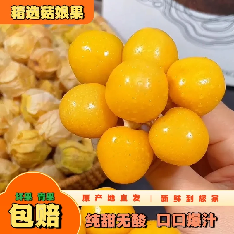 东北特产黑龙江姑娘果之乡拜泉县位于北纬47°（姑娘果/灯笼果)直发