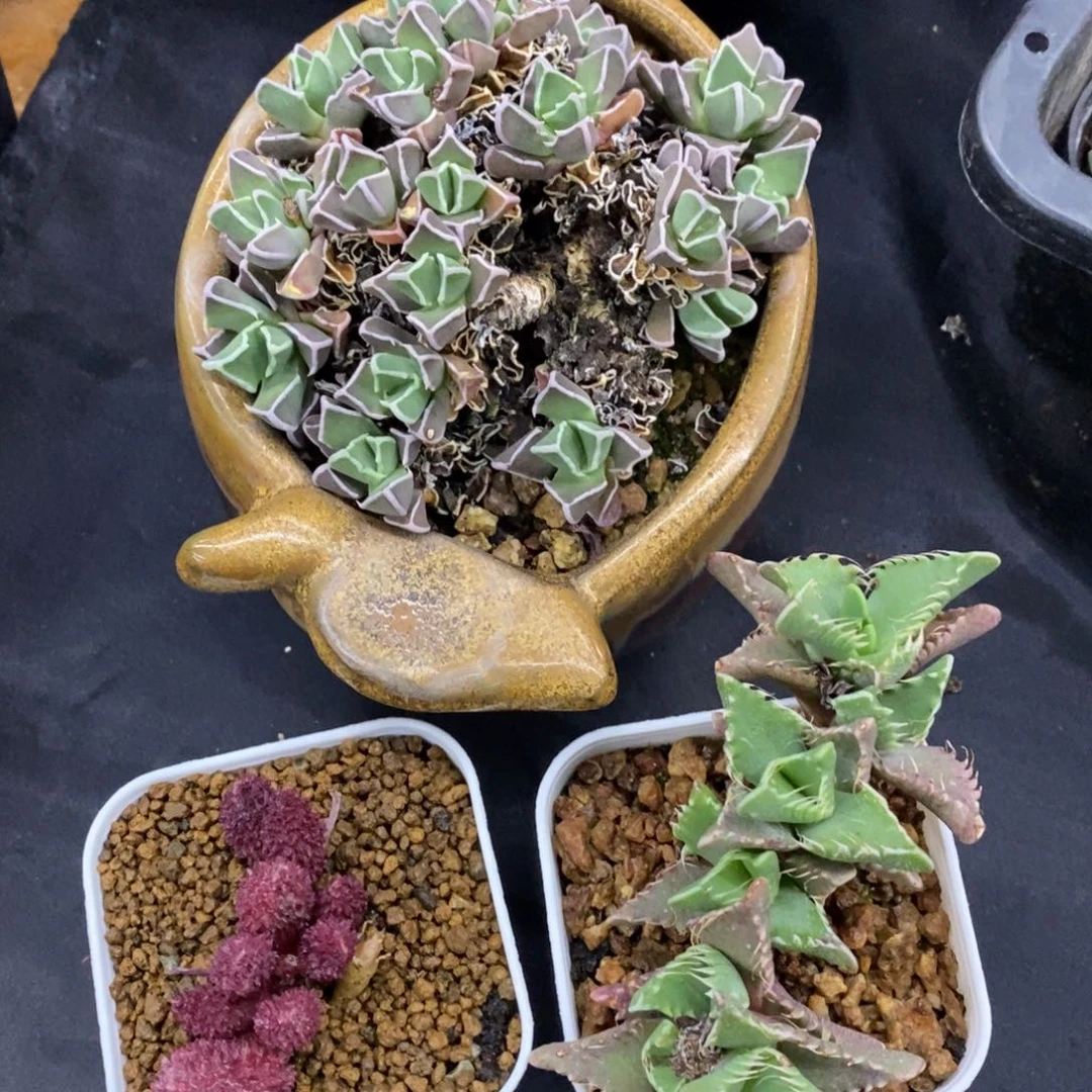 精品多肉一物一拍不包整87