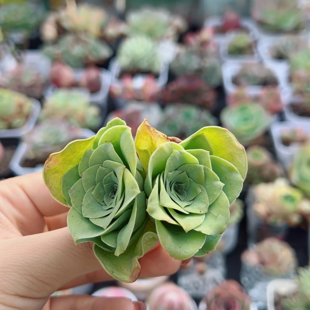 116绿野仙踪变异。