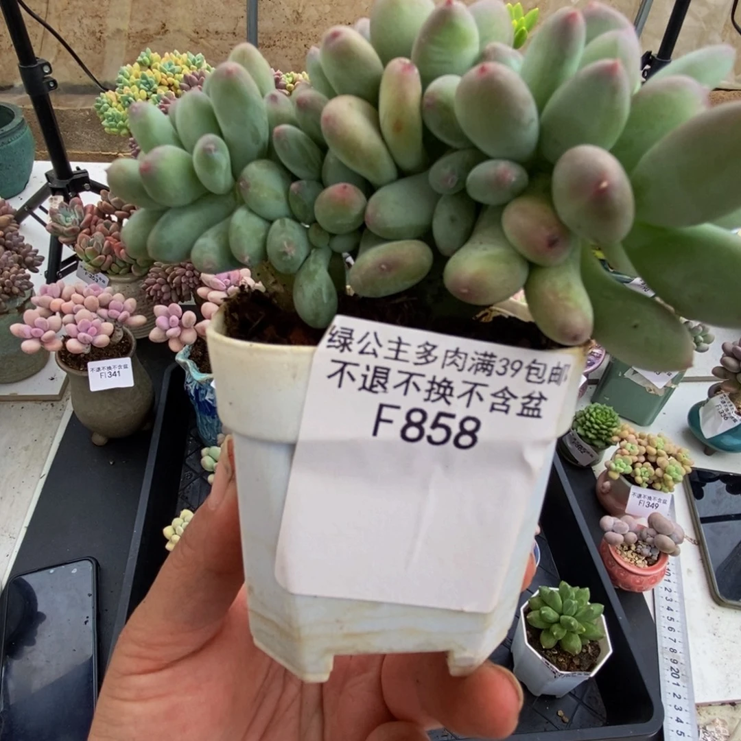 858苹果奶10cm多肉