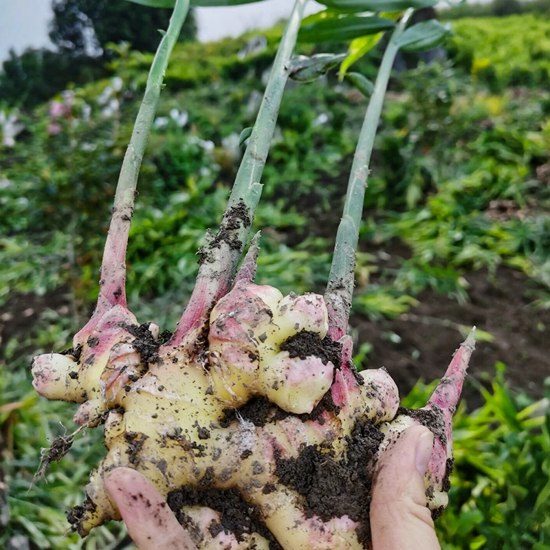 【2025年新姜】正宗云南高山小黄姜老姜现挖现发不熏硫 辛辣鲜香3斤