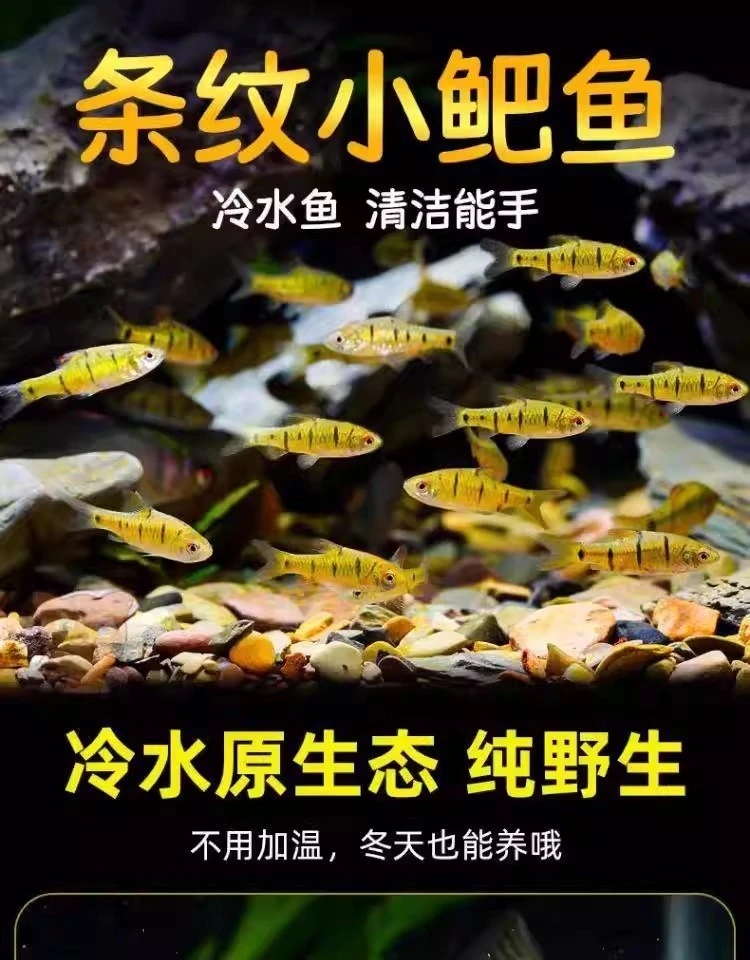 条纹小鲃观赏鱼中国斗鱼伴侣耐寒冷水溪流活体好养耐活