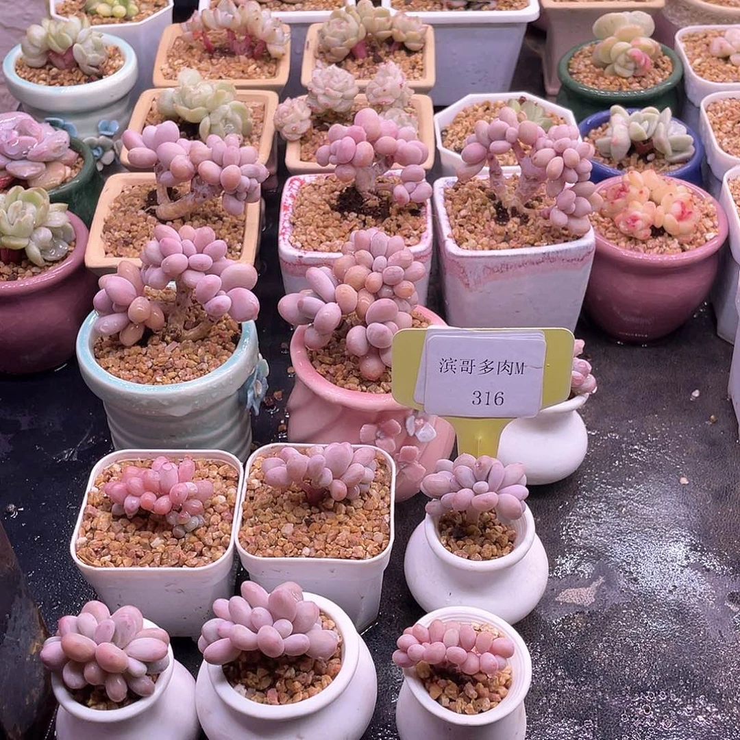 滨哥多肉M316桃蛋朵朵缀