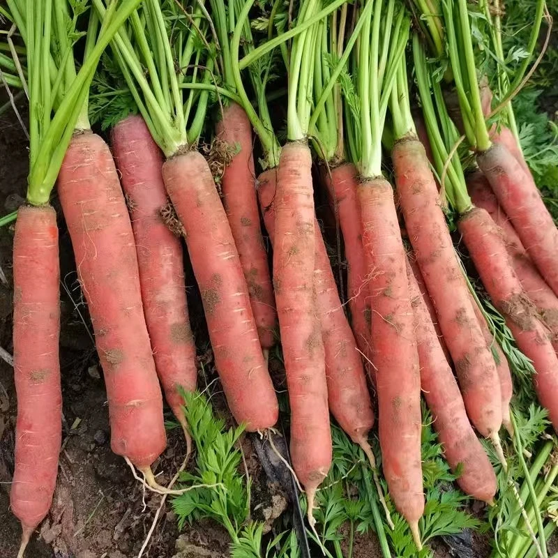 甘肃沙地胡萝卜新鲜蔬菜水果胡萝红萝卜生吃红萝卜水果水萝卜