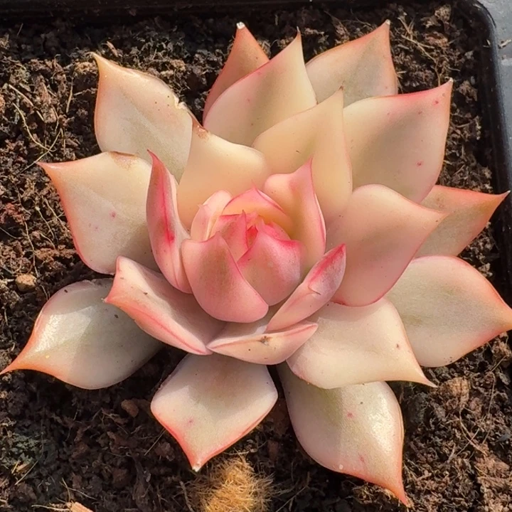 红锦宝莲灯一物一拍