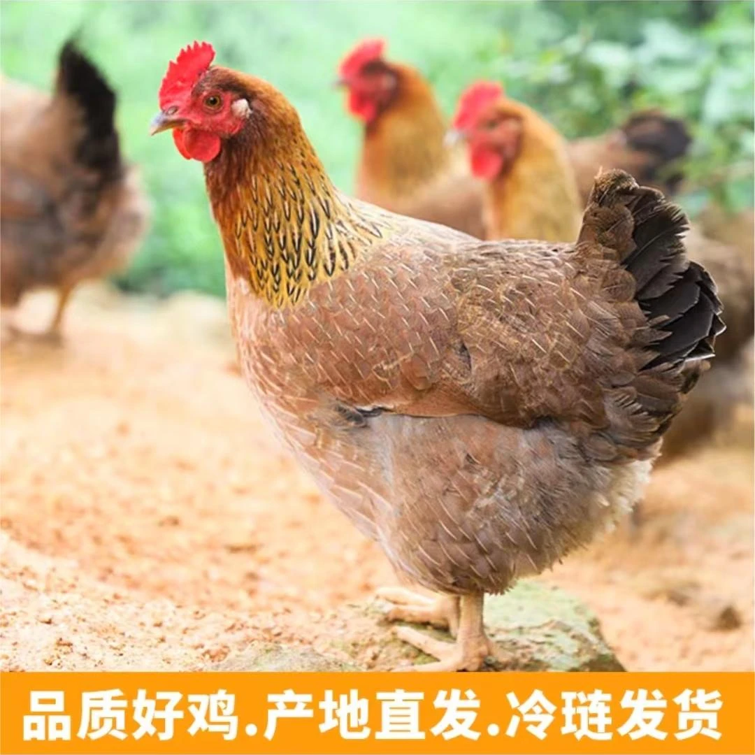 【农家土鸡】3年黄油老母鸡 单只净重2.5斤 带内脏 京东顺丰包邮
