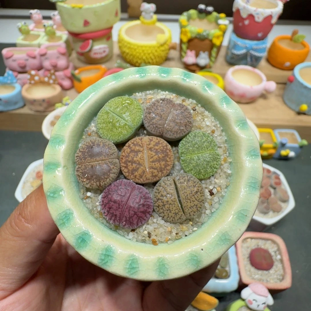 蘑菇273紫薰彩拼紫薰