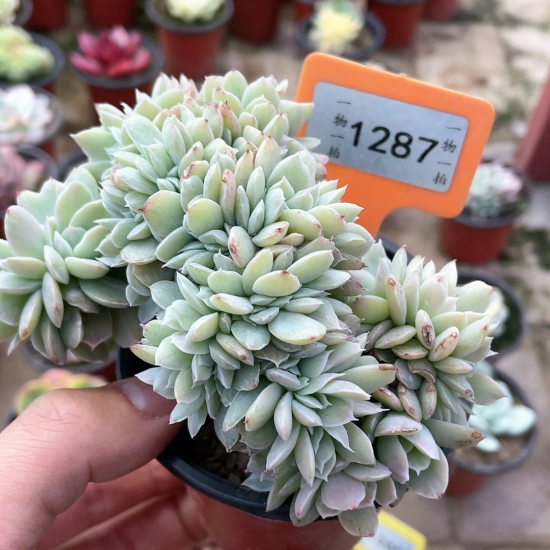 【闪购商品】陈*1287号