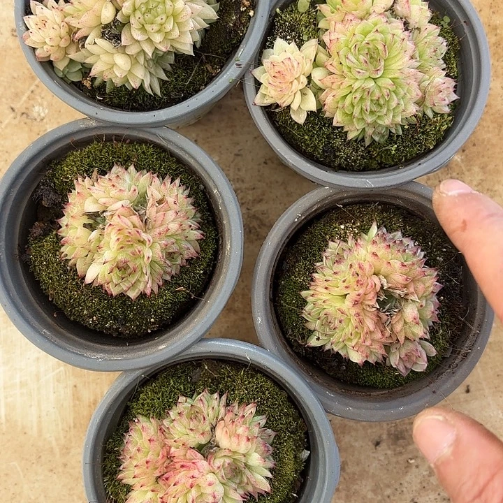 eko（拍满18包邮）………