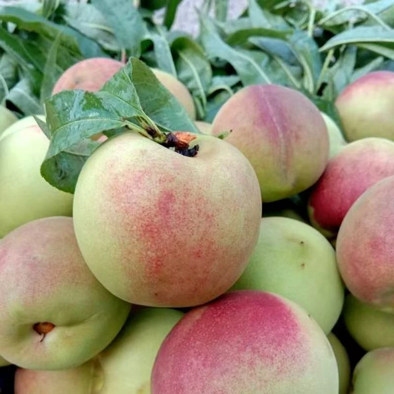 云南现摘酸甜脆冬桃露天种植新鲜应季水果现摘现发