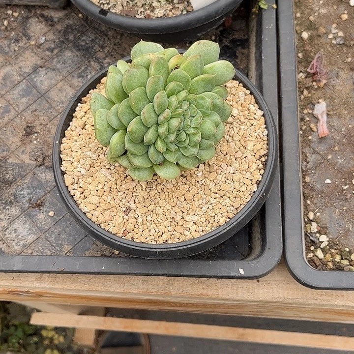 8***0多肉植物一物一拍