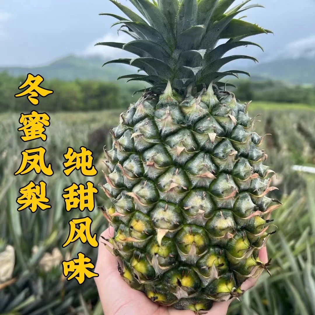 【产地直发】海南冬蜜凤梨热带水果甘蔗凤梨青皮凤梨纯甜应季水果