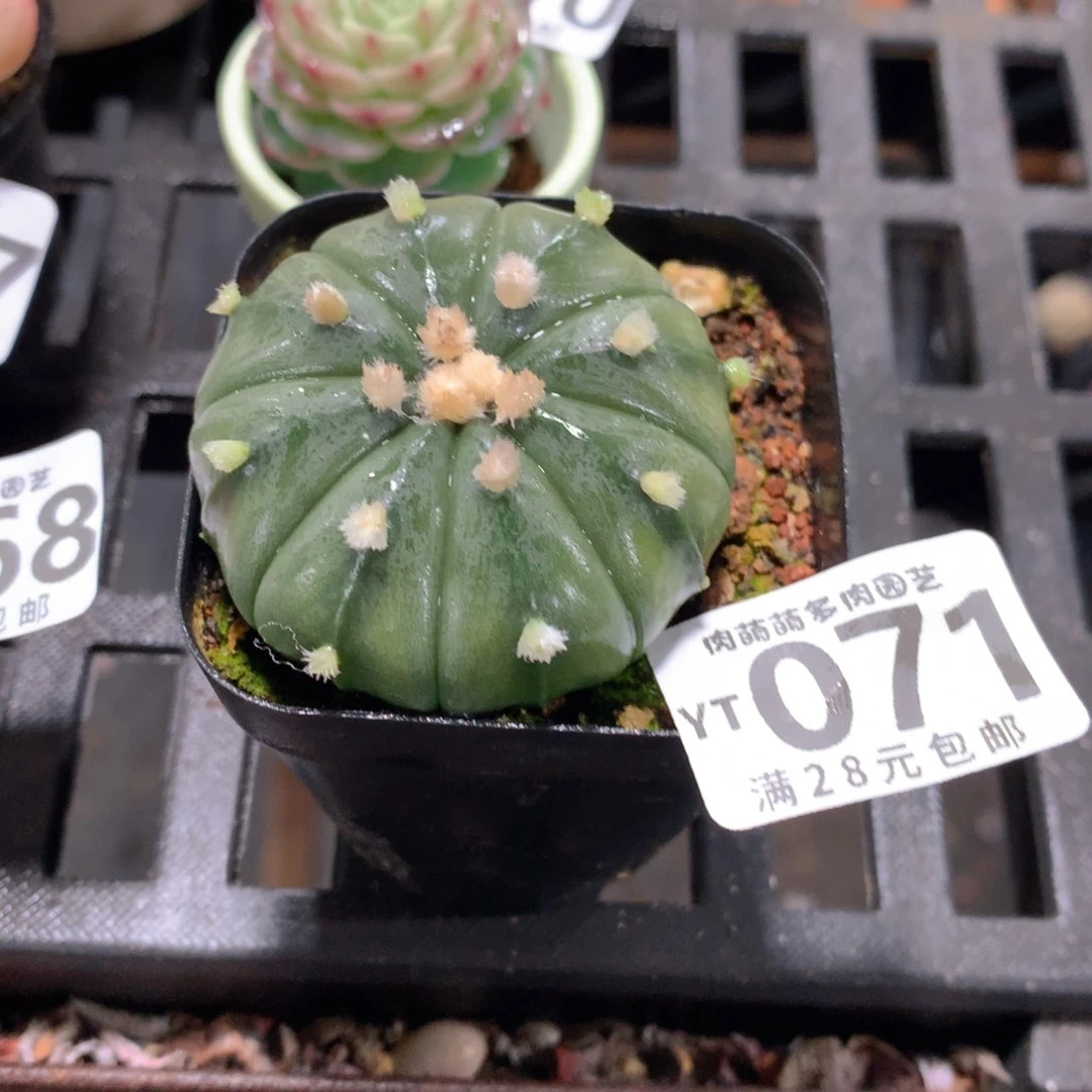 肉萌萌拇指盆精控多肉YT071