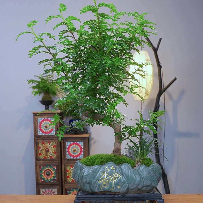 S弯老桩造型清香胡椒木室内办公室桌面高端盆景夏季驱蚊花卉绿植