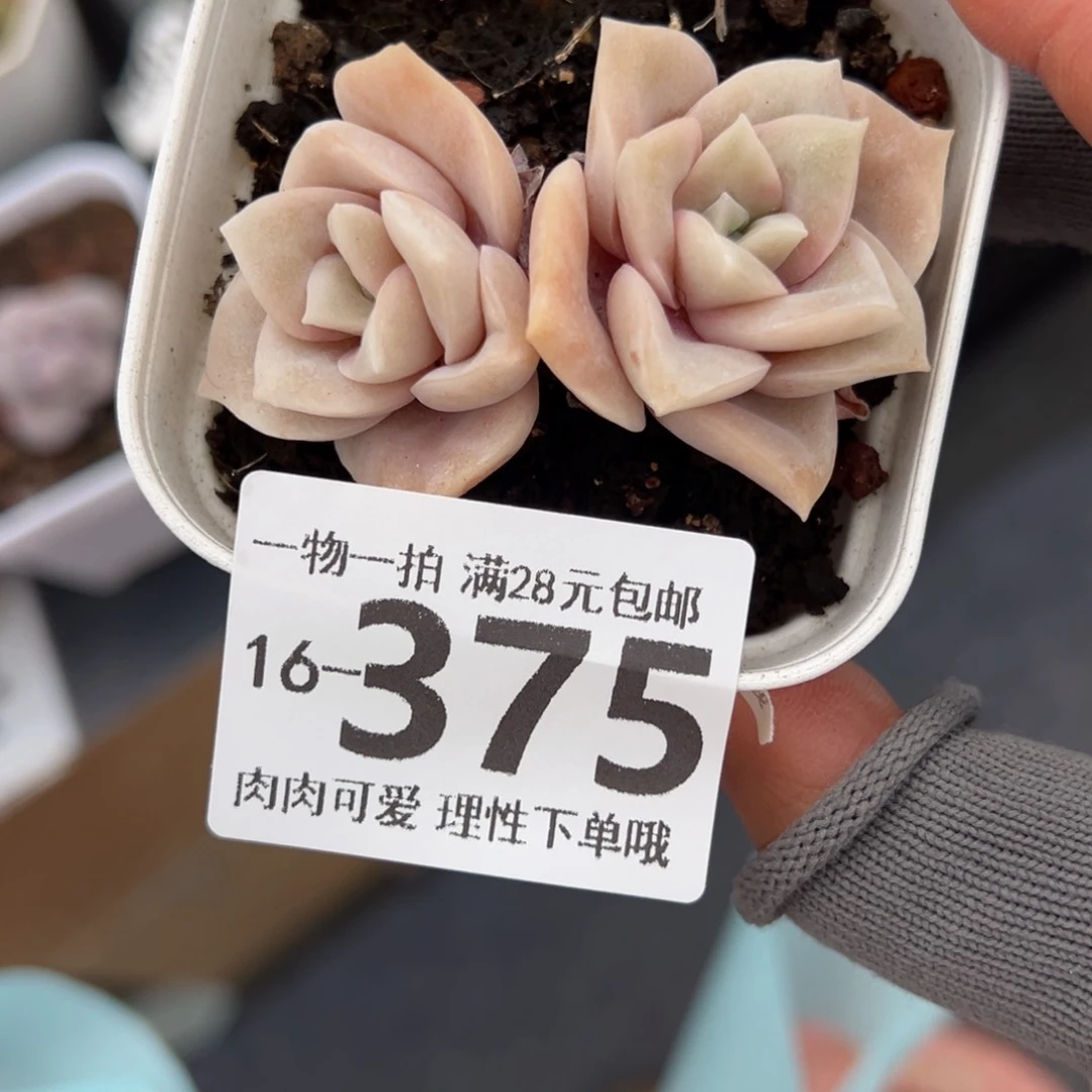 可爱玫瑰多肉多肉多肉多肉多肉