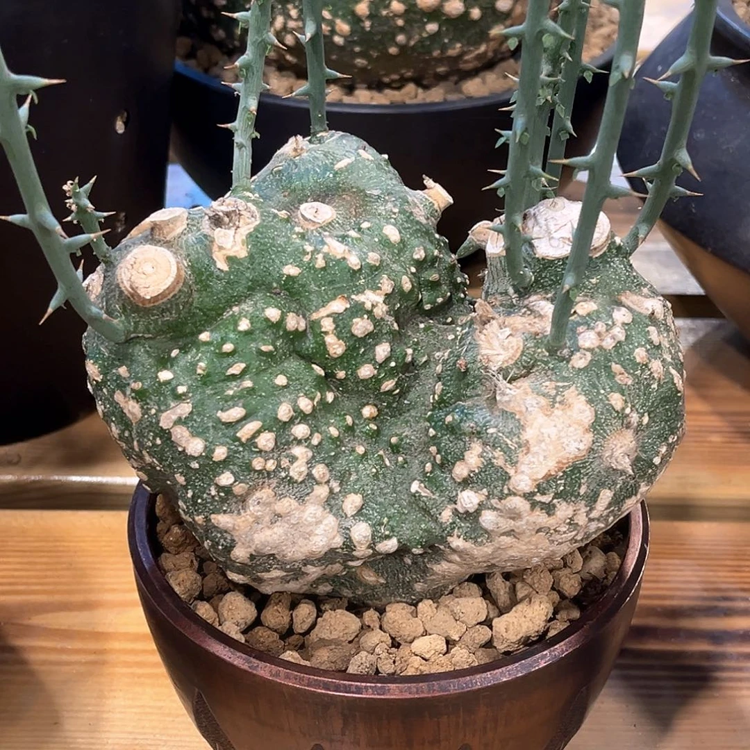 潮流植物 球腺蔓 15.2公分