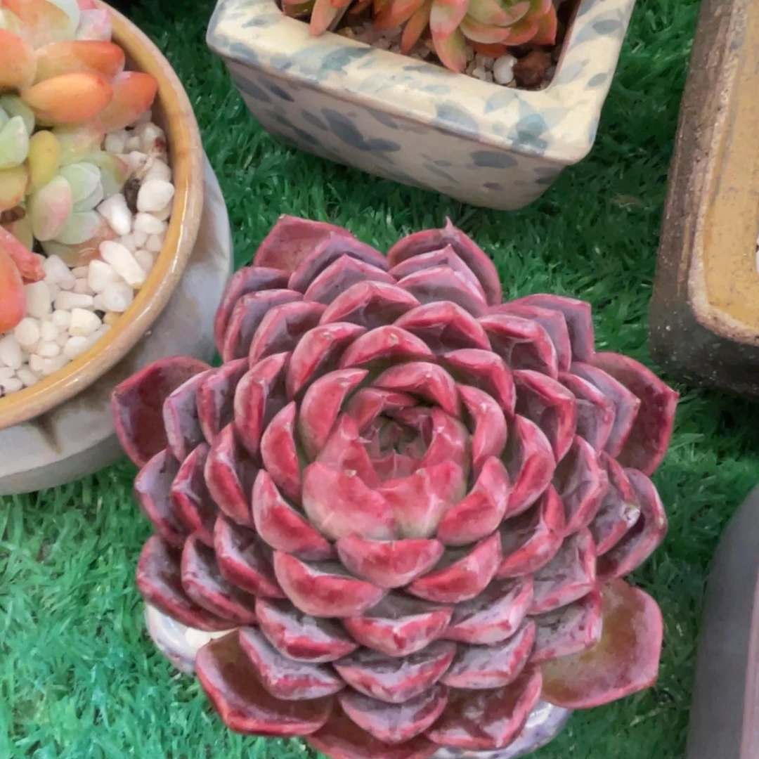 多肉植物盆栽多肉