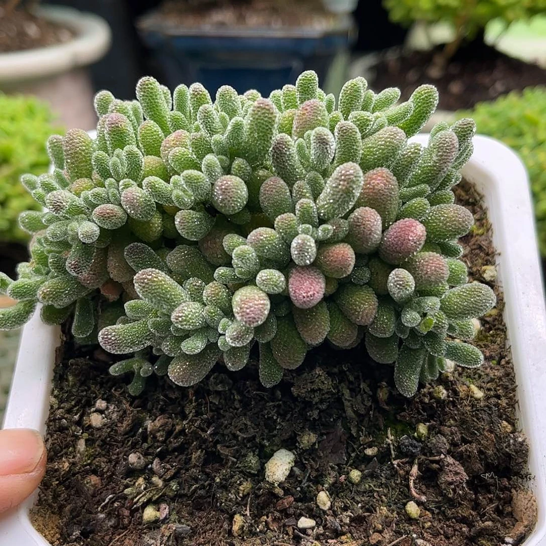 48五彩冰晶优选枝干番杏