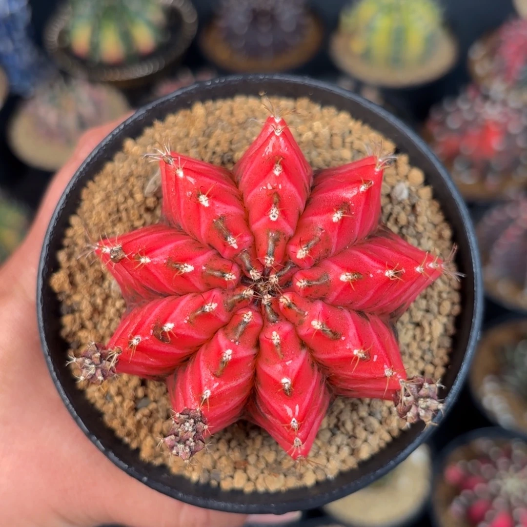 泰系米哈实生不周正100