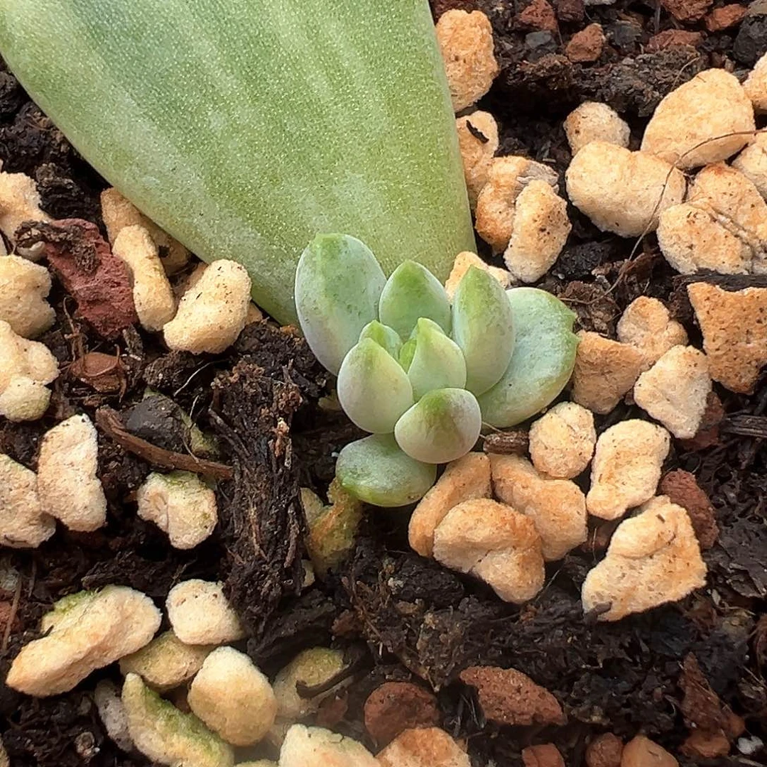 红象牙锦叶插 小方花圃一物一拍