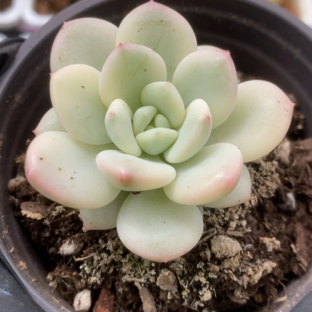707新香水锦锦锦锦锦