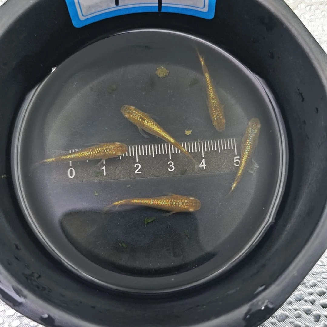 青鳉鱼观背青鳉琥珀星光一组19号