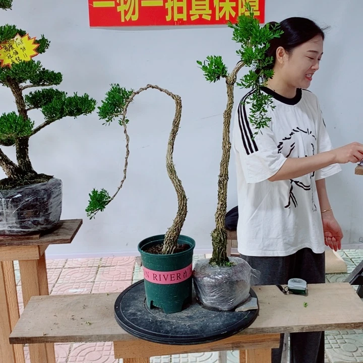 无花朵两棵文人黄杨