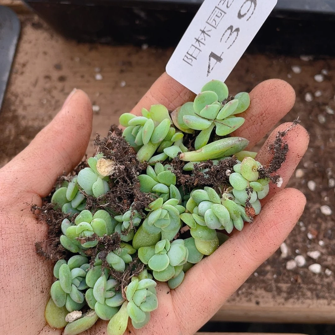 多肉植物多肉植物439