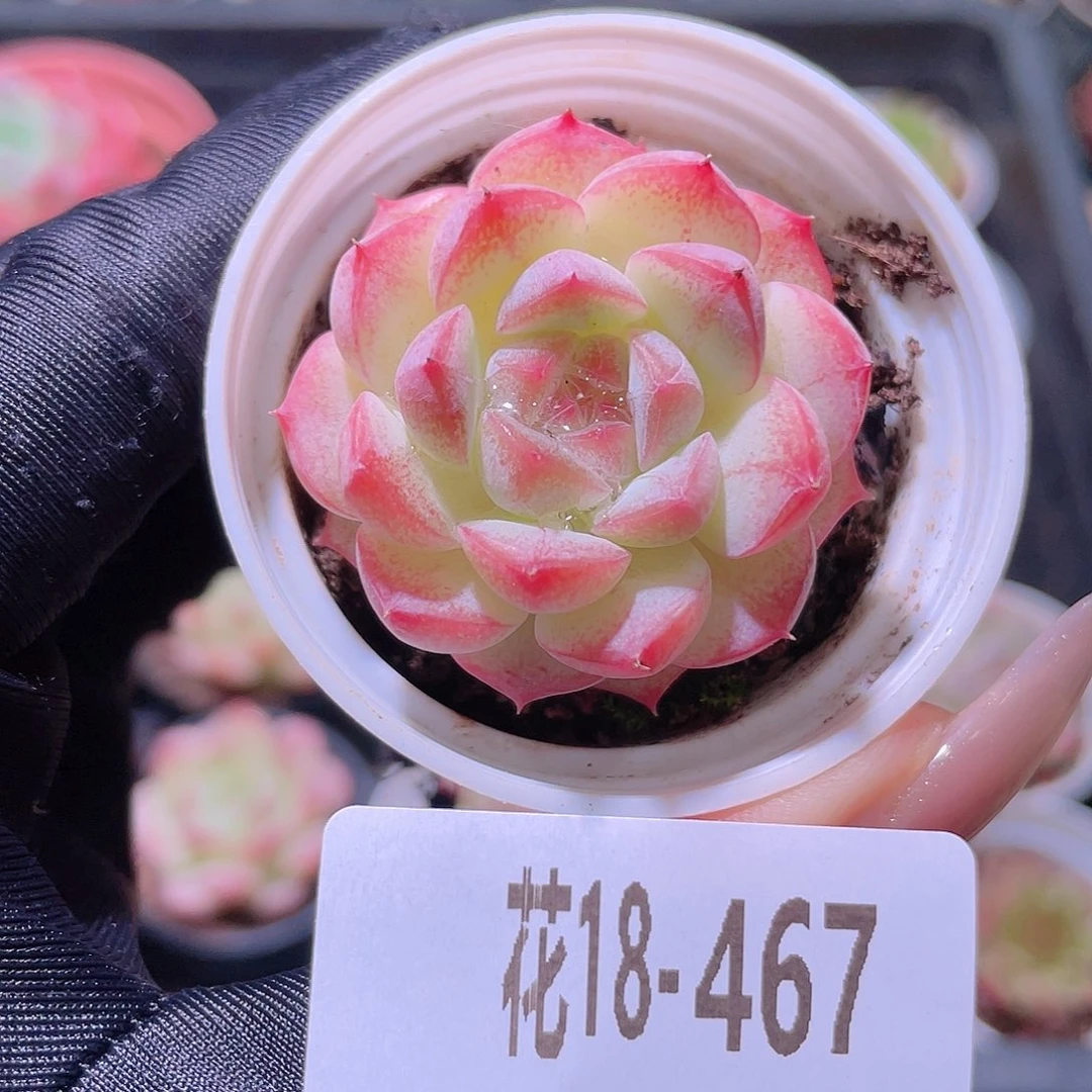 花利美18-467白桃汽水