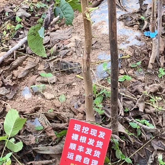 深***1吊坠文玩核桃文山三棱