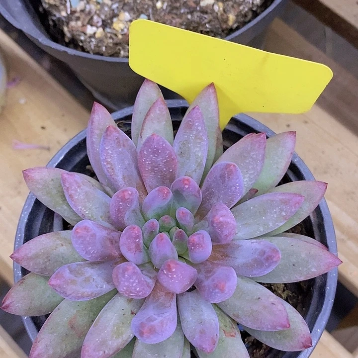 开心多肉，一物一拍，一单包邮