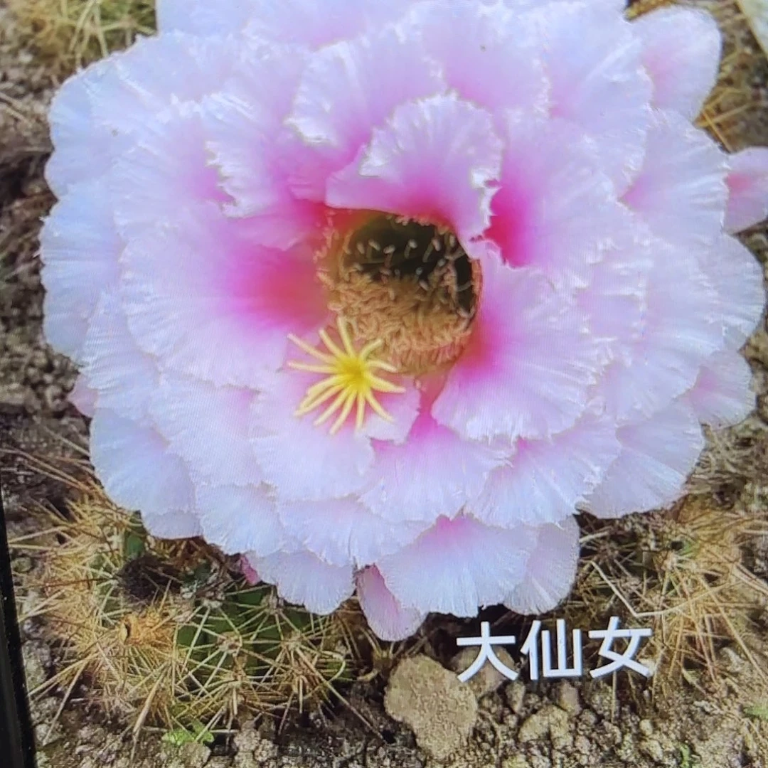 大仙女毛20包邮仙人球27