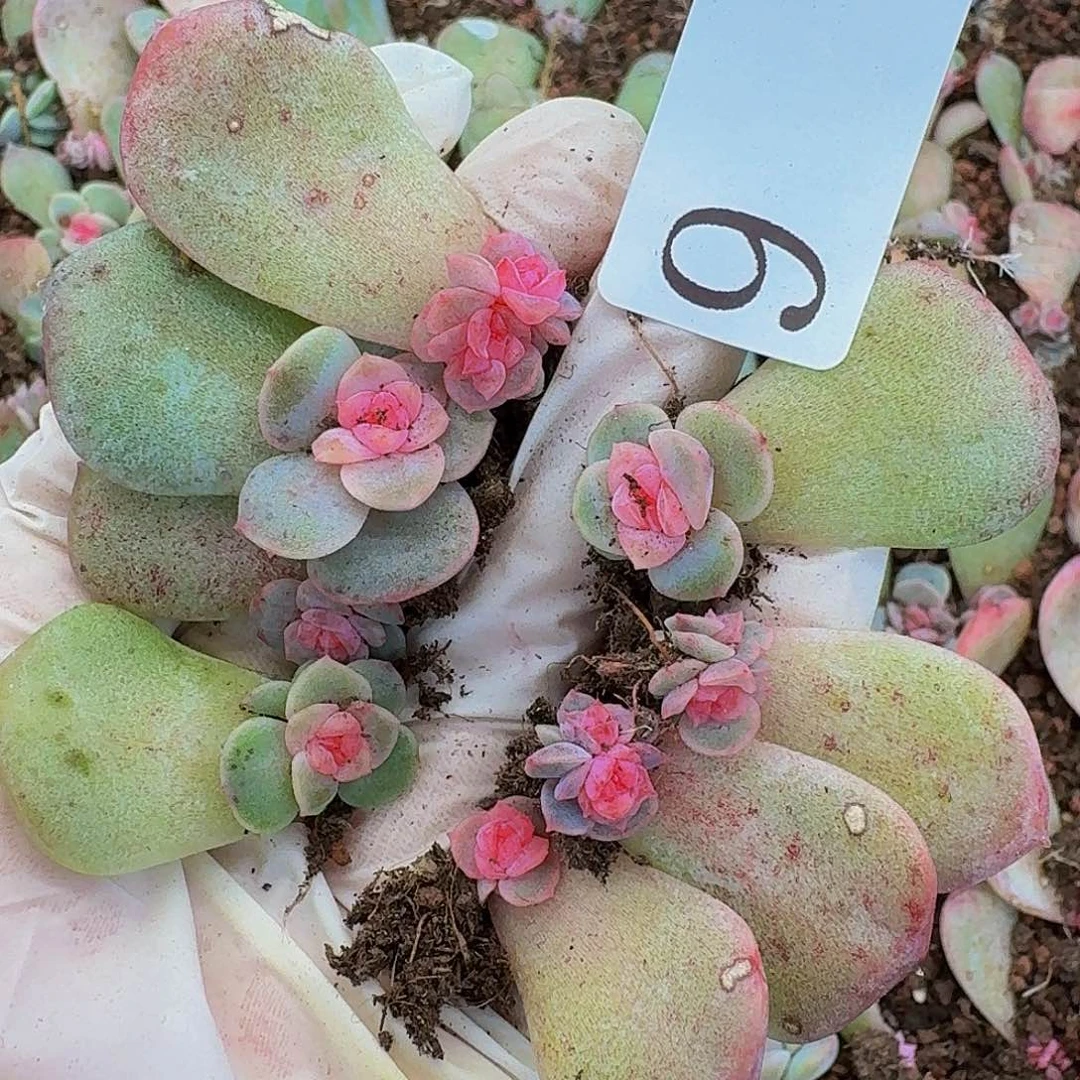 多肉植物多肉植物9