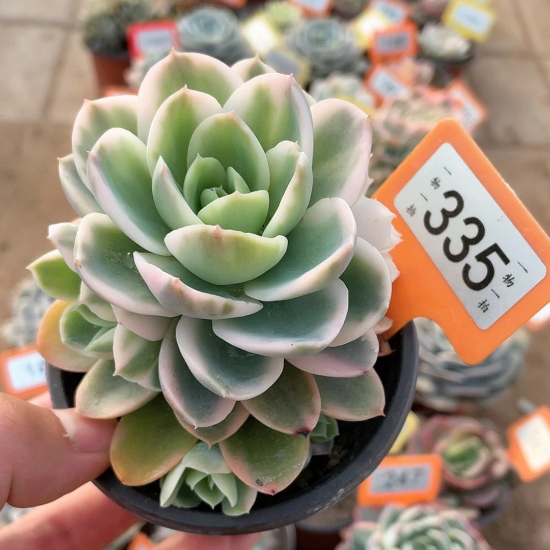 【闪购商品】335号